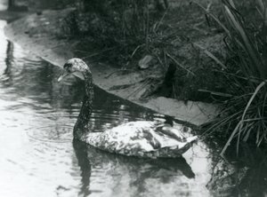 A Hybrid Swan, Mute x Black, Swimming in a Pond at London Zoo by Frederick William Bond