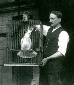 A Keeper Holds a Sulphur Crested Cockatoo, Jade, in Its Cage at London Zoo in October 1924