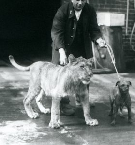 A keeper taking a dog and young lion for a walk, London Zoo, August 1925