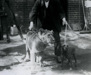 A keeper taking an Irish Terrier and young Lion for a walk on leads, London Zoo, September 1925