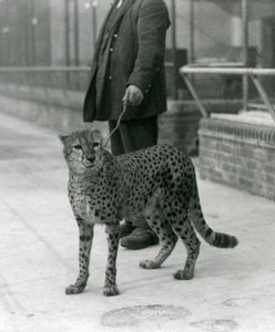 A keeper with a Cheetah on a lead, London Zoo