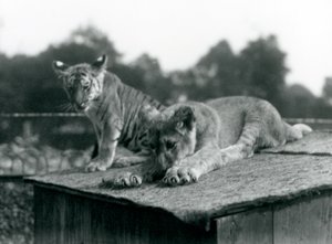 A lion and tiger cub sit together on the roof of their den, London Zoo, September 1925 by Frederick William Bond