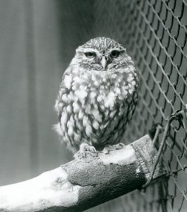 A little owl sitting on a branch next to the wire netting of its enclosure, London Zoo, November 1925 by Frederick William Bond
