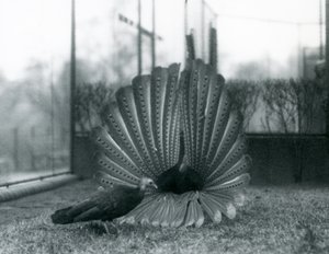 A male Argus Pheasant Great Argus courtship display, with a female standing beside him, London Zoo, January 1926