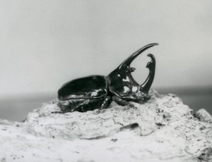 A Male Atlas Beetle Resting on Bark at London Zoo