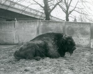 A male European Bison lying on the grass in his paddock, London Zoo by Frederick William Bond