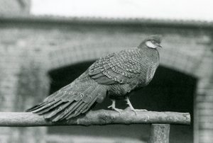 A male Grey Peacock Pheasant standing on his perch at London Zoo in 1931