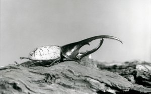 A Male Hercules Beetle Resting on Bark at London Zoo