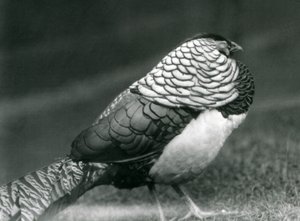 A male Lady Amherst