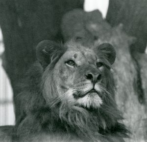 A Male Lion at London Zoo in 1929 by Frederick William Bond