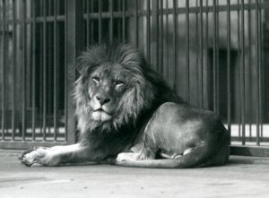 A male Lion lying against the bars of his enclosure, London Zoo, September 1927 by Frederick William Bond