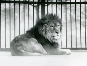 A male Lion resting in his enclosure at London Zoo in March 1925 by Frederick William Bond