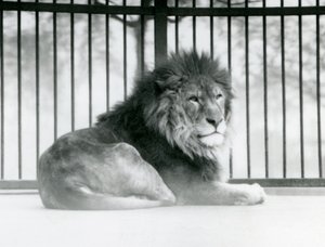 A male Lion resting in his enclosure at London Zoo in March 1925 by Frederick William Bond