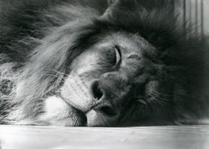 A male Lion sleeping in his enclosure at London Zoo, 1924 by Frederick William Bond