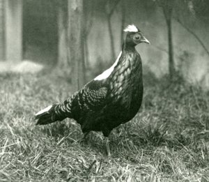 A male Swinhoes Pheasant at London Zoo, September 1923