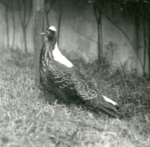 A male Swinhoes Pheasant at London Zoo, September 1923