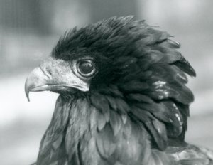 A near threatened Bateleur Eagle at London Zoo by Frederick William Bond