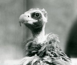 A near threatened Eurasian Black Vulture at London Zoo by Frederick William Bond