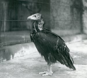 A near threatened Eurasian Black Vulture standing at London Zoo by Frederick William Bond