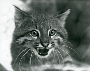 A near threatened Pampas Cat/Pantanal Cat/Colocolo at London Zoo in 1929 by Frederick William Bond