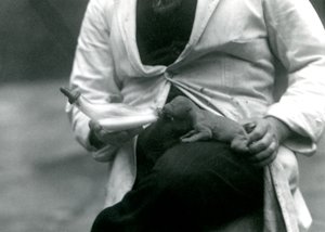 A newborn Lion cub being bottle-fed by its keeper, London Zoo, 1923