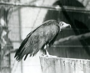 Hooded Vulture at London Zoo, September 1925 by Frederick William Bond