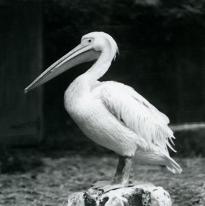 Pelican at London Zoo, September 1925 by Frederick William Bond