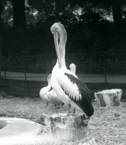 Pelican Preening at London Zoo, September 1925 by Frederick William Bond