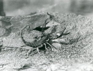 A scorpion at London Zoo in 1929 by Frederick William Bond