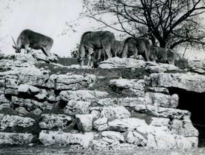 A small herd of Common Eland grazing amongst the rocks in the Eland Antelope Paddock at London Zoo in June 1925
