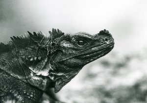 A vulnerable Sailfin Lizard at London Zoo in 1928 by Frederick William Bond
