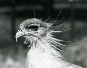 A Vulnerable Secretary Bird at London Zoo in 1928 by Frederick William Bond
