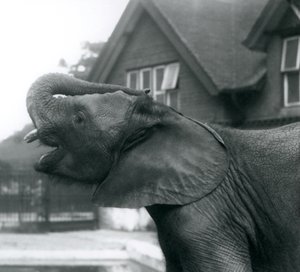 Young African Elephant with Its Trunk Raised on to Its Forehead, London Zoo, August 1925