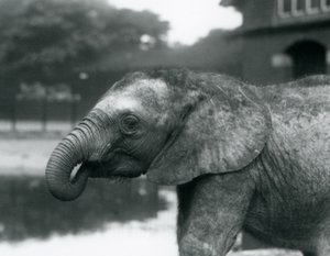 Young African Elephant with the End of Its Trunk in Its Mouth, London Zoo, August 1925 by Frederick William Bond