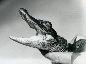 A young Alligator held around the neck by its keeper, London Zoo, August 1928