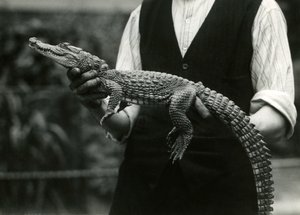 A young American Alligator held by its keeper, London Zoo, 1924