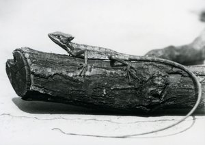 A young Basilisk Lizard resting on a log at London Zoo in August 1928