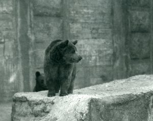 A young Brown Bear at London Zoo, June 1914 by Frederick William Bond
