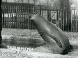 A young Elephant Seal reaching backwards, London Zoo by Frederick William Bond