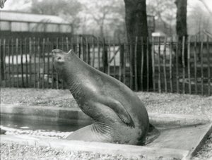 A young Elephant Seal reaching backwards, London Zoo by Frederick William Bond