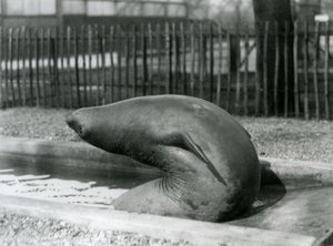 A young Elephant Seal reaching backwards, London Zoo