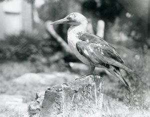 A young Gannet standing on a tree stump at London Zoo in 1929 by Frederick William Bond