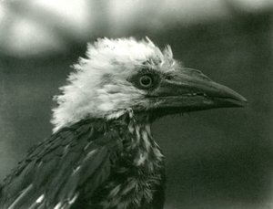 A young Hornbill at London Zoo, 1924 by Frederick William Bond