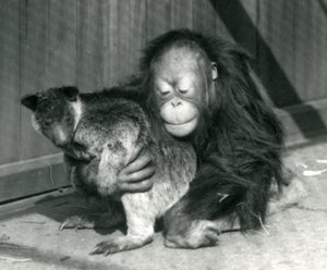 A Young Orangutan Hugs a Tree Kangaroo at London Zoo in 1927 by Frederick William Bond