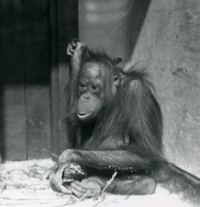 A young Orangutan sitting in its enclosure at London Zoo, October 1925 by Frederick William Bond