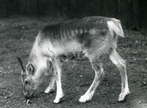 A young Reindeer at London Zoo, 1925