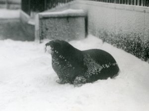 A Young Walrus in the Snow, London Zoo, February 1924