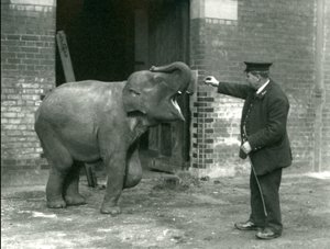 A Young Female Indian Elephant with Keeper H. Robertson, London Zoo by Frederick William Bond