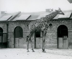 A young male Giraffe standing in his paddock in front of the Giraffe House, London Zoo by Frederick William Bond