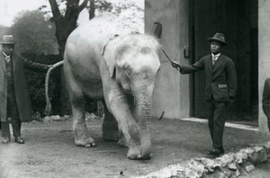 Albino White Burmese Elephant Pawah with attendants including Dr. Saw Po Min, London Zoo, May 1926 by Frederick William Bond